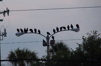 [There are seven birds on each spoke, one in the middle, and one on each light below the post for a total of 17 birds.]